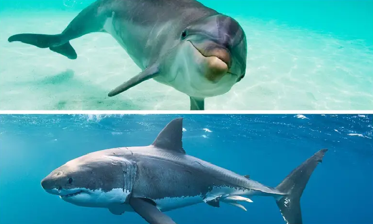 শান্ত স্বভাবের ডলফিন কীভাবে হাঙ্গরকে ঘায়েল করে? শান্ত স্বভাবের ডলফিন